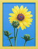 First Sunflower Bloom